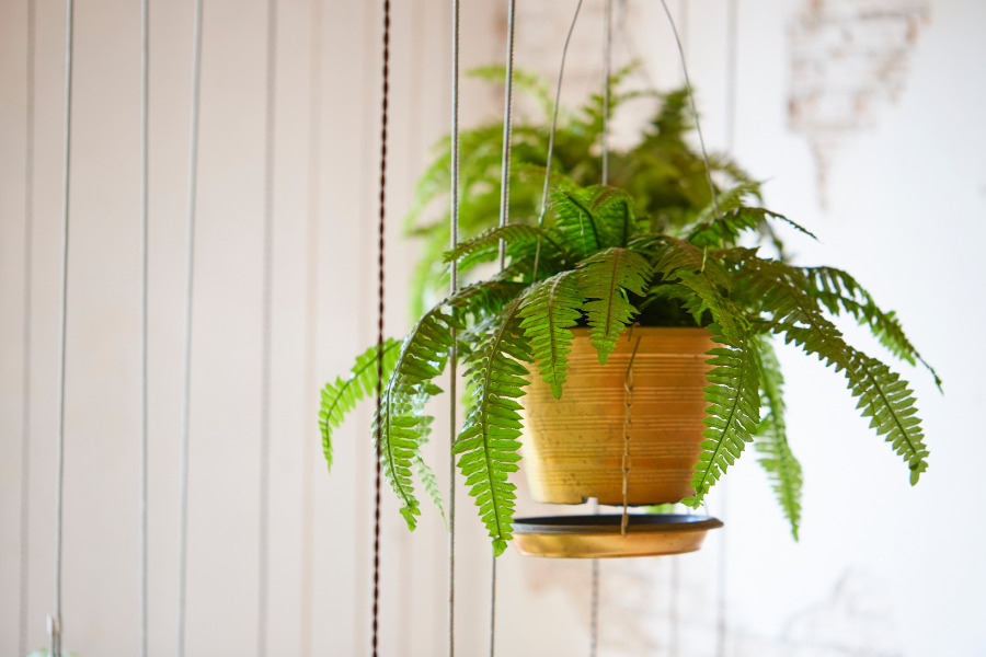 Indoor Plants for oxygen at night - Boston Fern - pepuphome