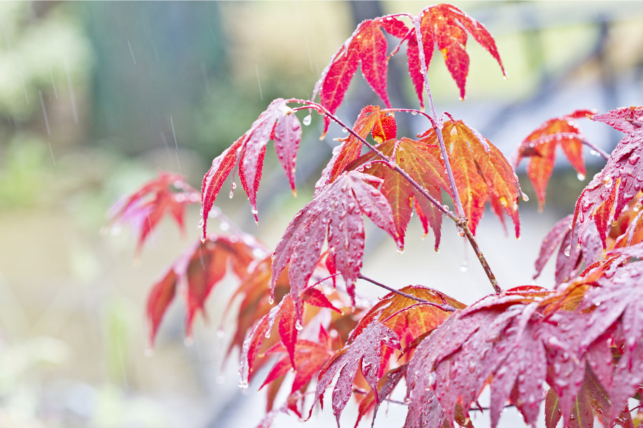 Japanese Maple