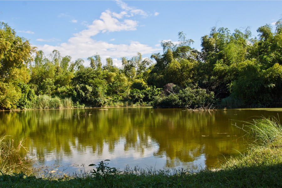 Natural Ponds