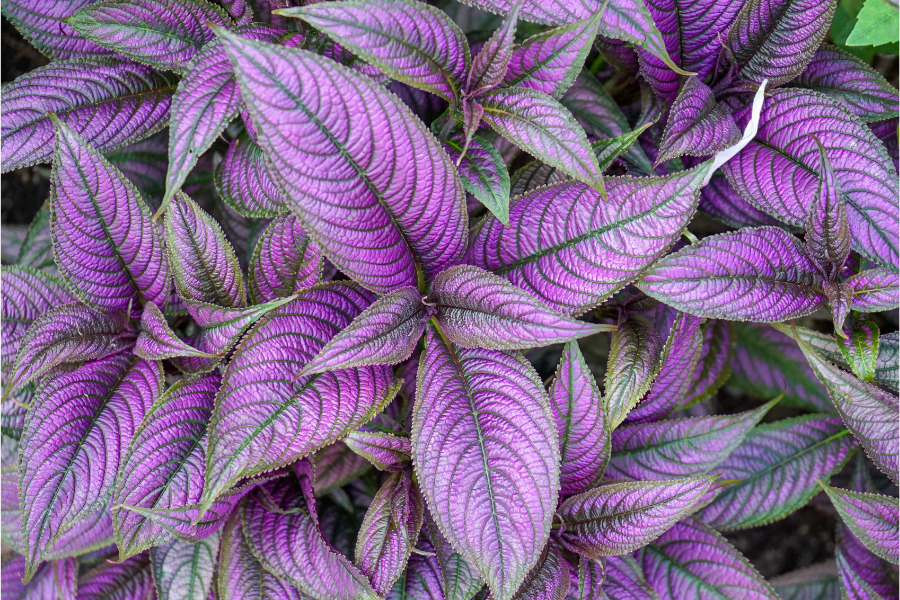 Persian Shield