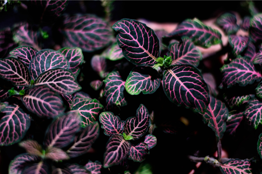 10 Plants With Purple Leaves