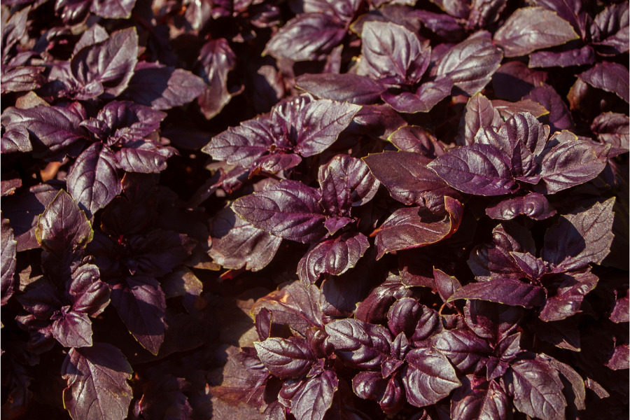 Purple Basil