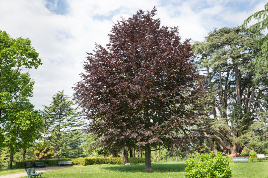 Purple Beech