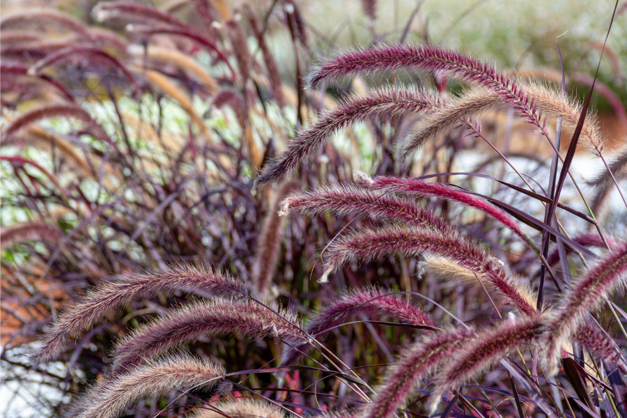 Purple Fountain Grass