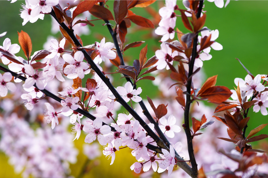 Purple Leaf Plum