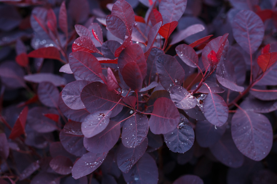 Purple Smoke Bush