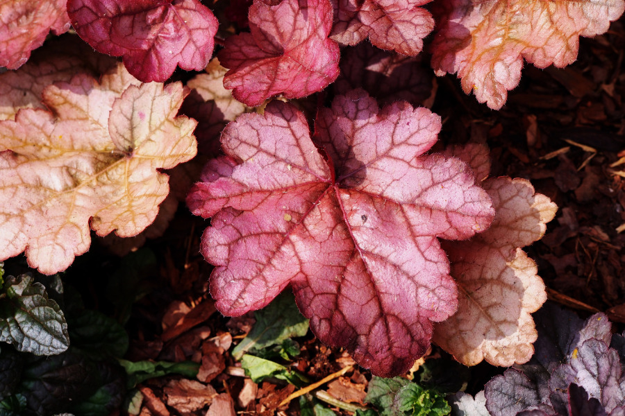 Red-leafed Heuchera