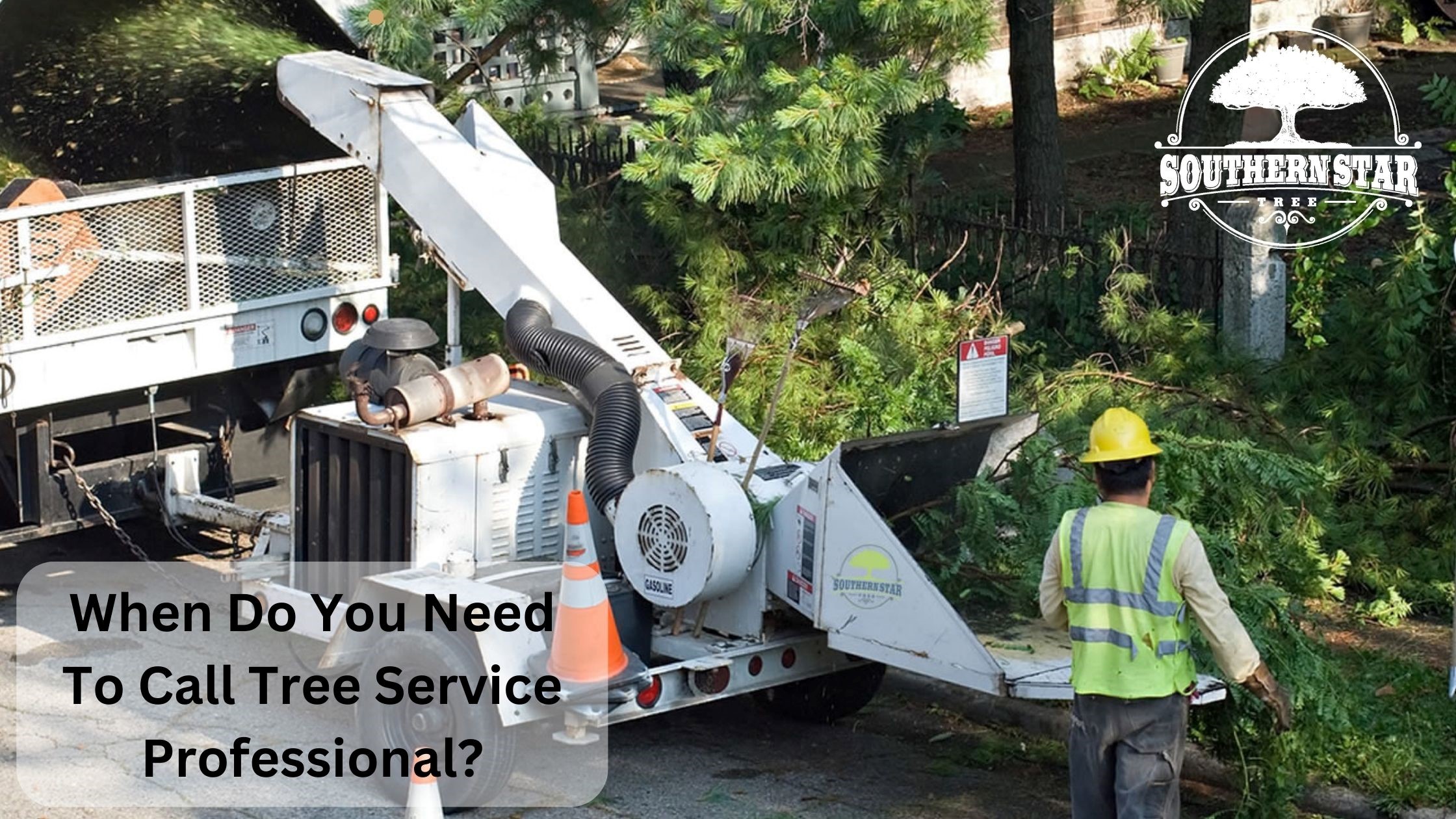 When Do You Need To Call Tree Service Professional?
