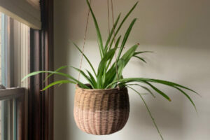 How to Make Your Spider Plant Bushier (11)