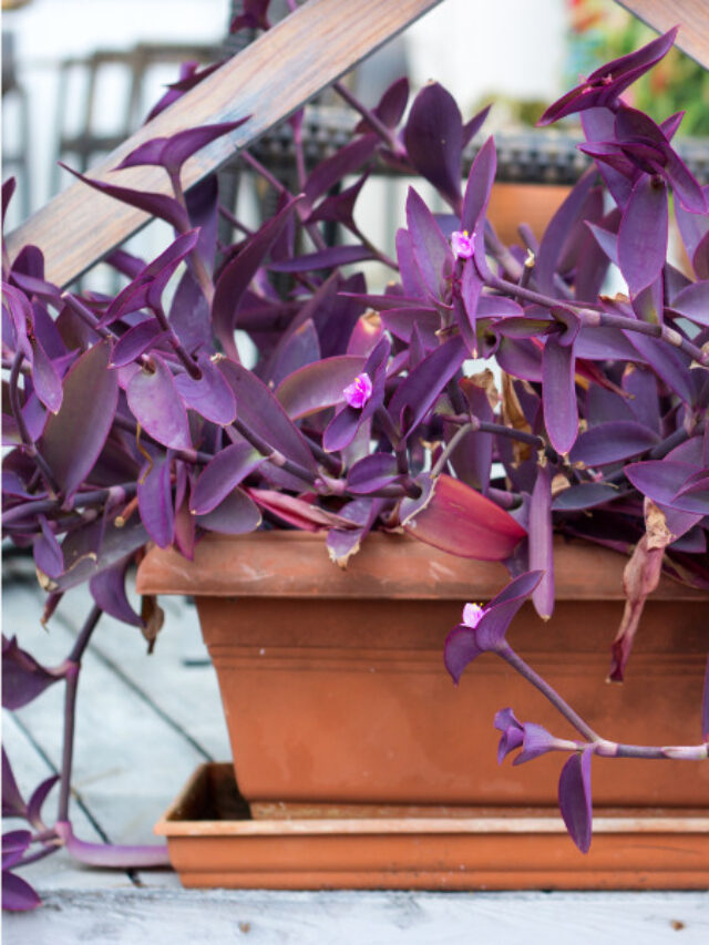 Exploring the Enchanting Beauty of 10 Plants with Purple Leaves