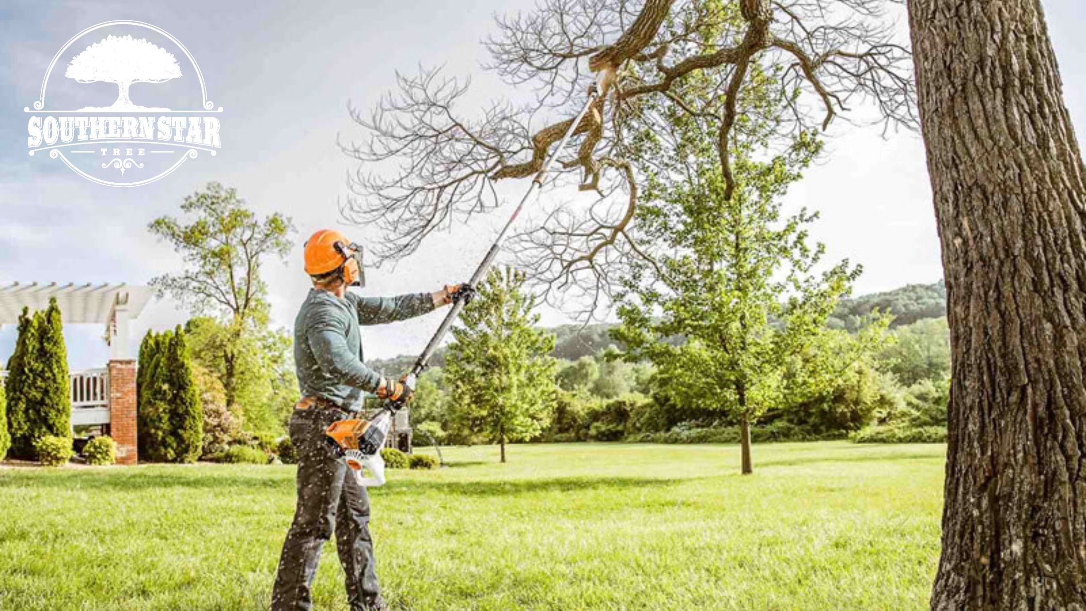 When Do You Need To Call Tree Service Professional? (1)