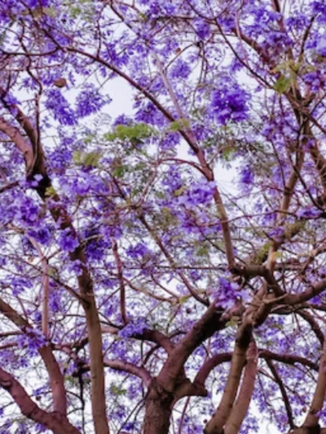 Exploring the Enchanting Beauty of 10 Plants with Purple Leaves