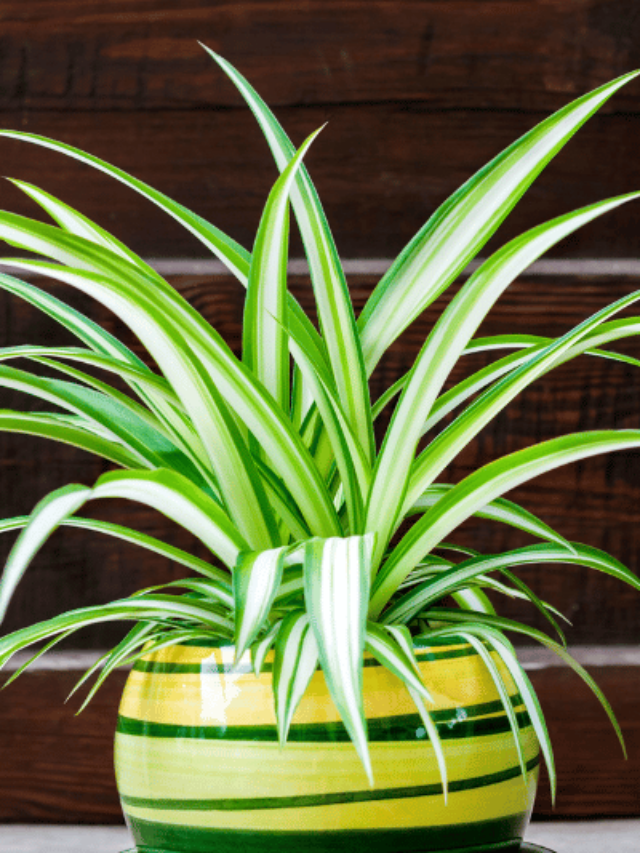 How to Make your Spider Plant Bushier